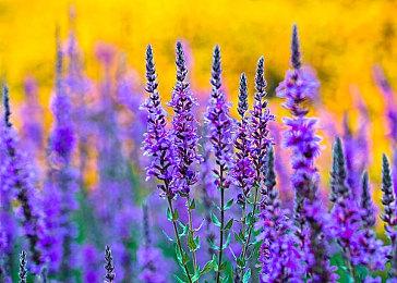 V社：Steam Deck不会过时 将来或有迭代产品